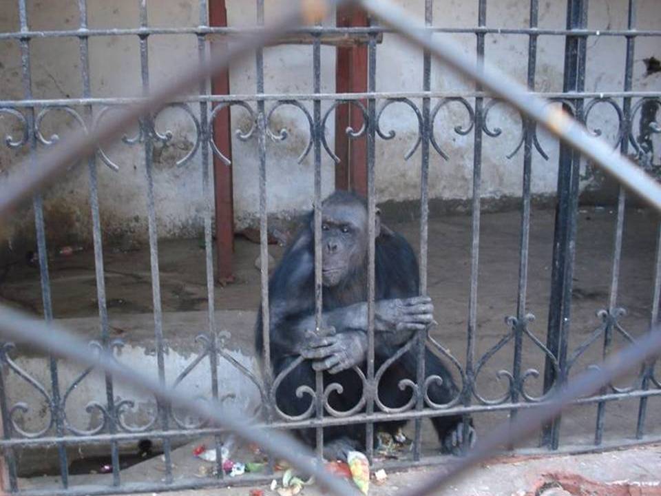 La gran mentira de la cautividad: cuando la ciencia se enfrenta a la ética.