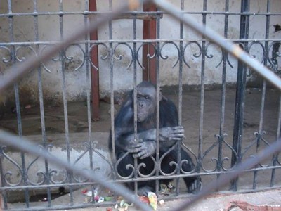 La gran mentira de la cautividad: cuando la ciencia se enfrenta a la ética.