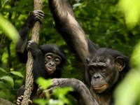 La larga historia por la ley de grandes simios