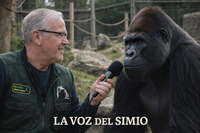 La voz del simio. Tercer programa.