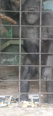 Muere Tomy, el chimpancé condenado a la soledad en el Bioparque de La Plata
