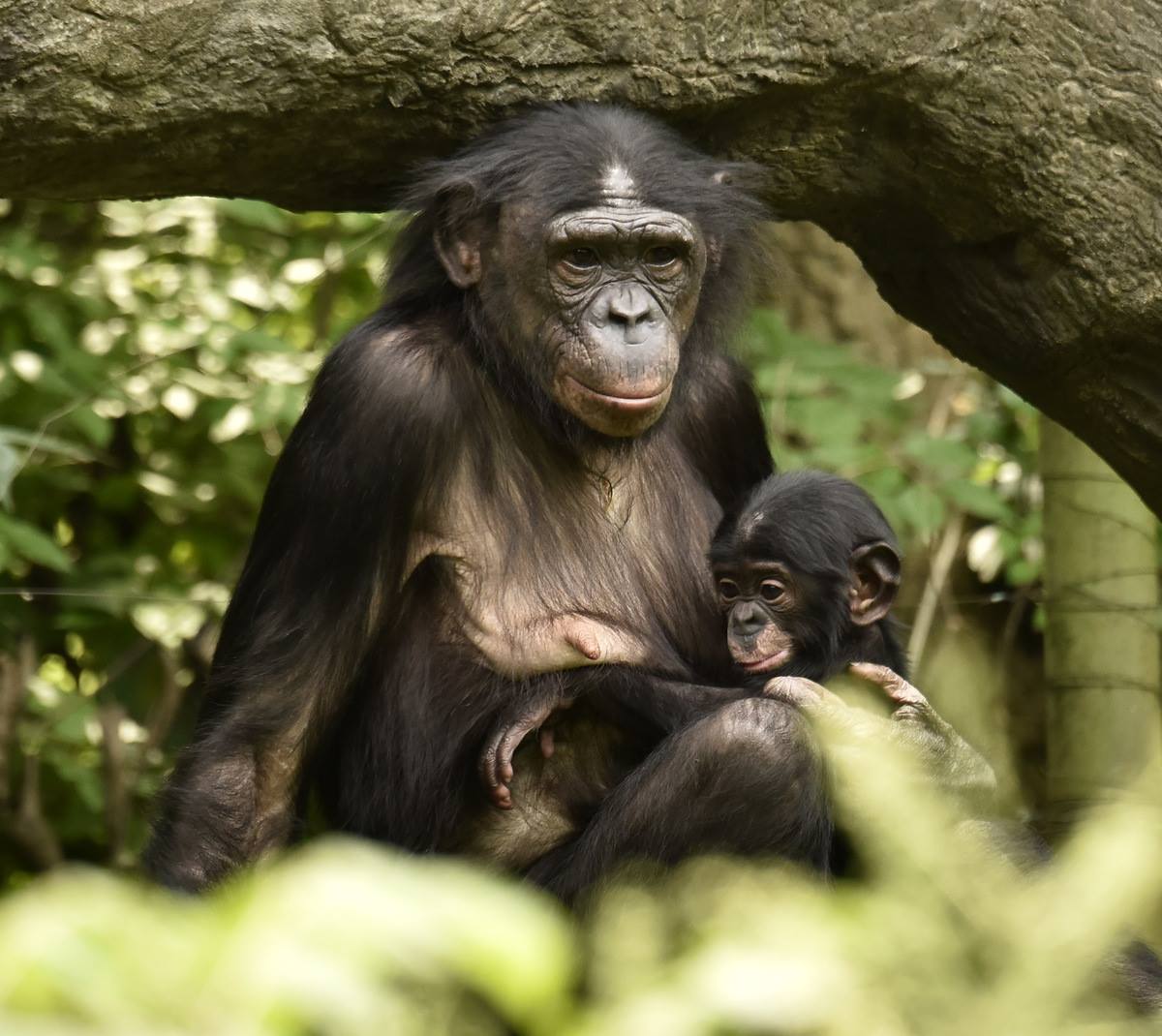 PACMA apoya públicamente a Proyecto Gran Simio ante la Dirección General de Derechos de los Animales