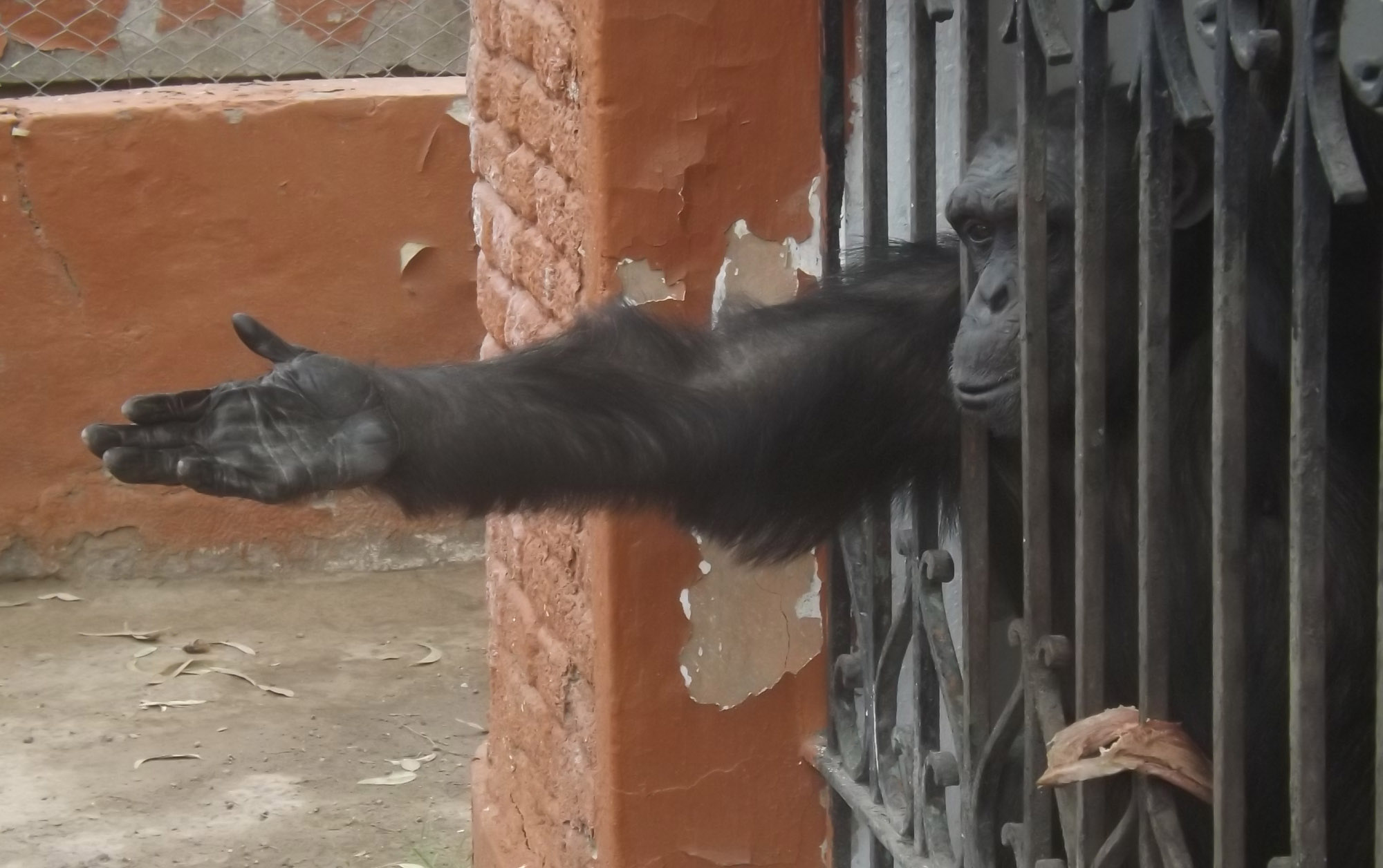 Por la exigencia de una ley que defienda los derechos básicos de los grandes simios.