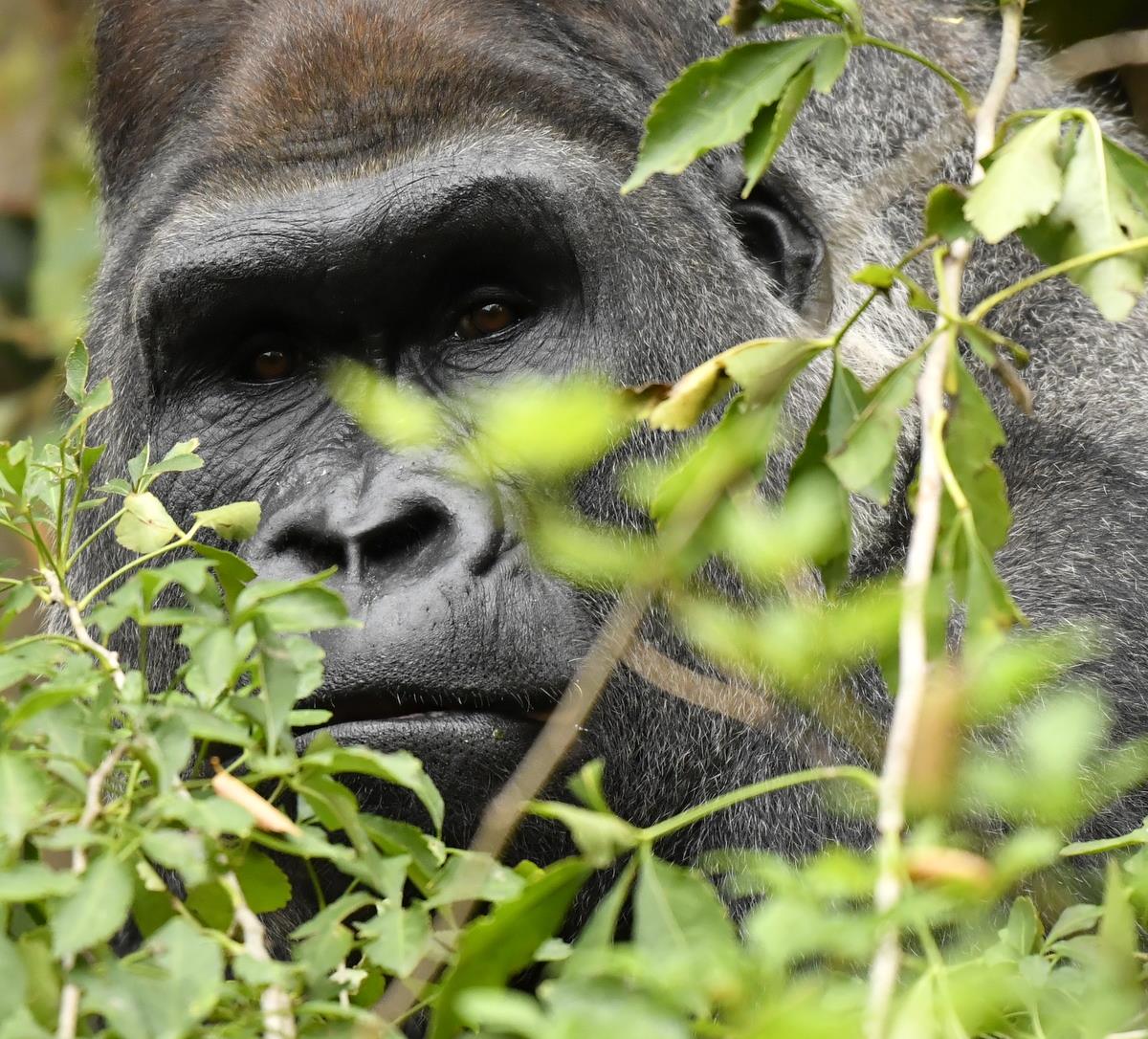 Proyecto Gran Simio se une a la campaña internacional levantada en contra de la autorización del gobierno de Camerún de la concesión forestal del bosque Ebo ignorando acuerdos internacionales.