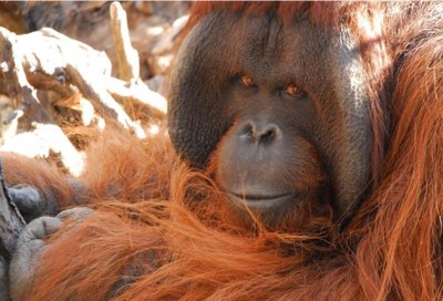 Se interpone el primer habeas corpus a favor del orangután Sandai, un homínido no humano, en Chile.